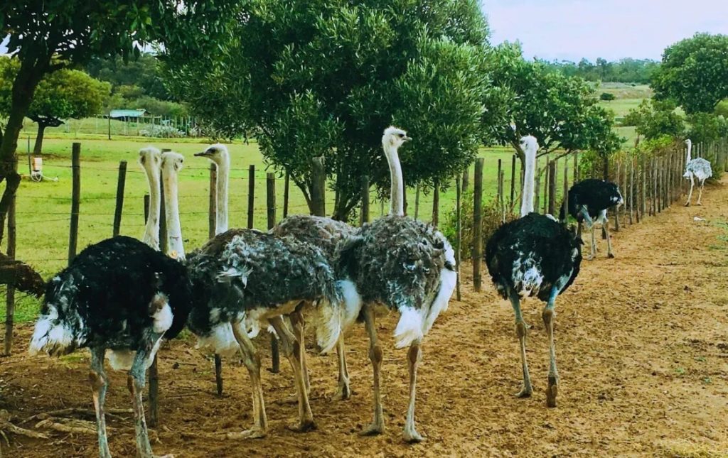 seremban-attractions-and-things-to-do-jelita-ostrich-farm