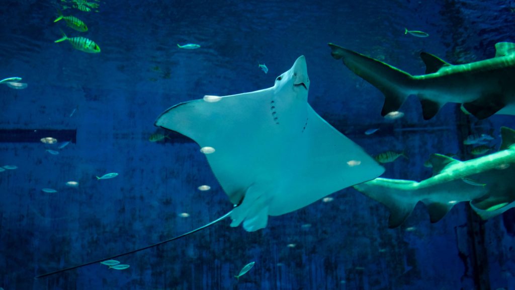 Manta ray, one of the many creatures you can spot while exploring diving sites in malaysia