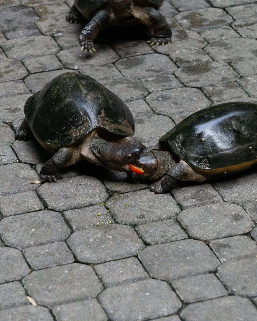 turtles fighting over food at sam poh tong temple