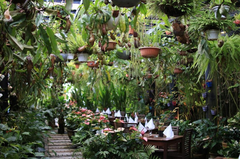 Ferringhi Garden Restaurant, a very green and aesthetic romantic restaurant in Penang